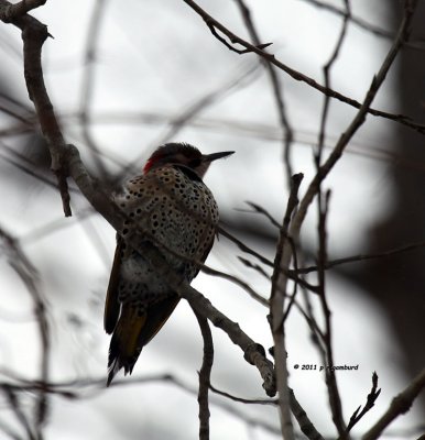 Northern Flicker IMG_2529.jpg