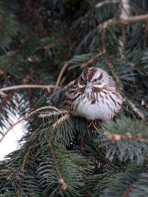Song Sparrow IMG_2293.jpg
