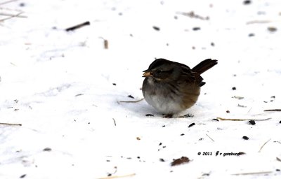 Swamp Sparrow IMG_2197.jpg