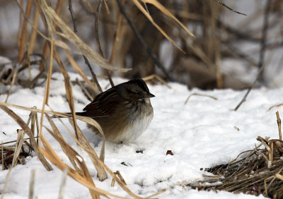 Swamp Sparrow IMG_2214.jpg