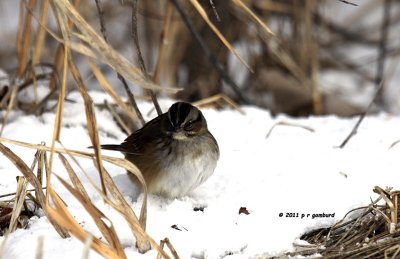 Swamp Sparrow IMG_2215.jpg