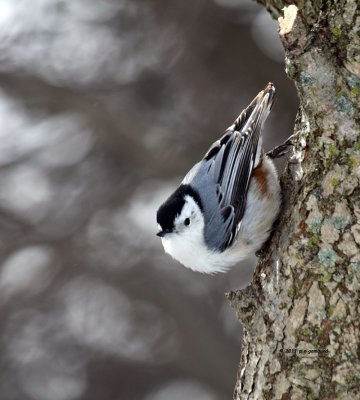 White-breasted Nuthatch IMG_2530.jpg
