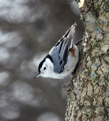 White-breasted Nuthatch IMG_2531.jpg