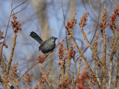 Gray Catbird IMG_2921.jpg