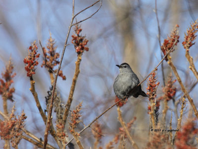 Gray Catbird IMG_2926.jpg