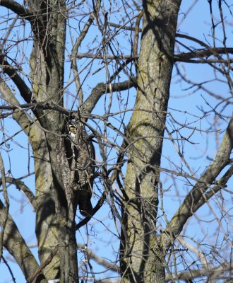 Great Horned Owl IMG_2793.jpg