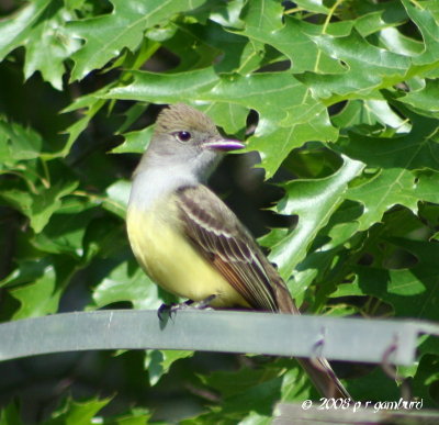 great_crested_flycatcher