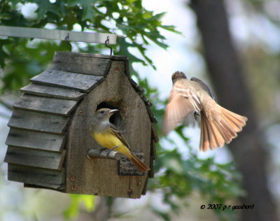 Great-crested Flycatcher IMG_0053.jpg