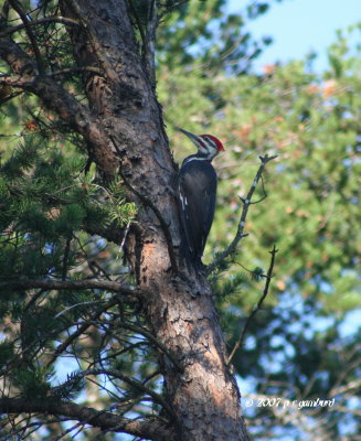Pileated Woodpecker IMG_0139.jpg