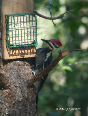 Pileated Woodpecker IMG_0144.jpg