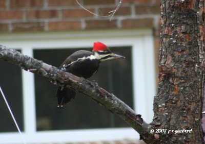 Pileated Woodpecker female IMG_0356.jpg