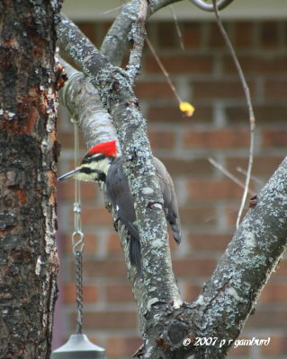 Pileated Woodpecker female IMG_0358.jpg