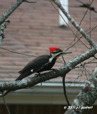 Pileated Woodpecker female IMG_0371.jpg