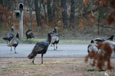 Wild Turkeys IMG_0333.jpg