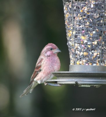 Purple Finch IMG_0197.jpg