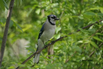 Blue Jay IMG_2264.jpg