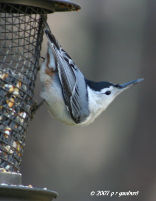 whitebreasted_nuthatch