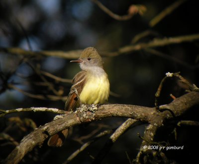 Great Crested Flycatcher DSCN0748ca.jpg