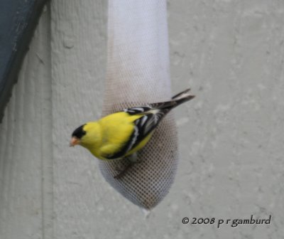 American Goldfinch IMG_6135c.jpg
