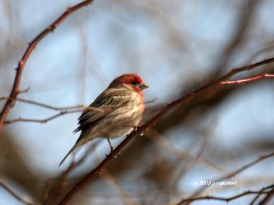 House Finch IMG_4963a.jpg