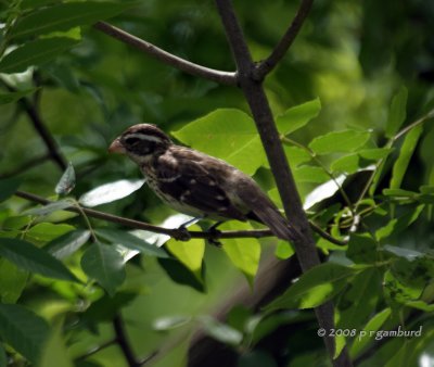 Rose Breasted Grosbeak female IMG_5108c.jpg