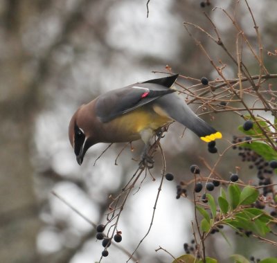Feeding Cedar Waxwings