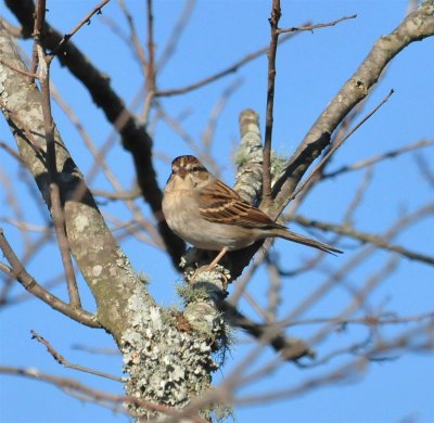 Chipping Sparrow