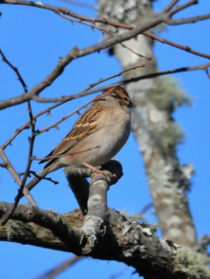 Chipping Sparrow