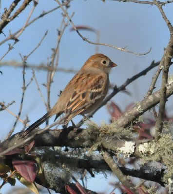 Field Sparrows and More!