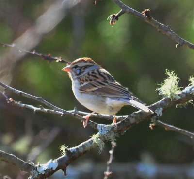 Chippy with a Tick