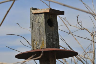 Bird House with Charactor