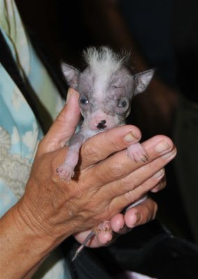 Newest Face was 8 week old Birdy, a Chinese Crested