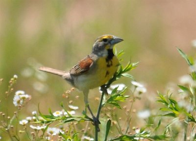 Dickcissel