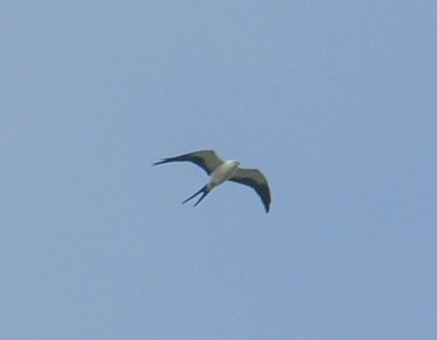 Swallow-tailed Kite near Moore, SC