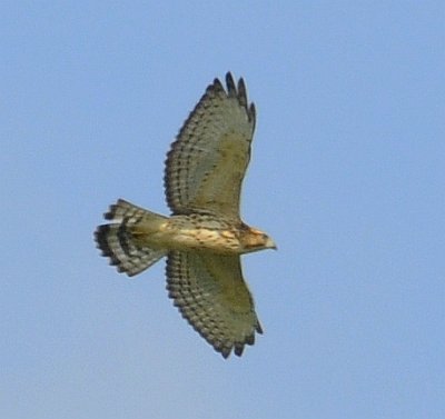 Broad-winged Hawk, Moore, SC