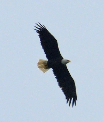 Birds of Caesars Head and the Hawk Watch