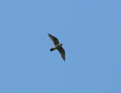 Peregrine Falcon from Table Rock