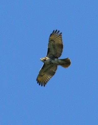 juvenile Red-tailed Hawk