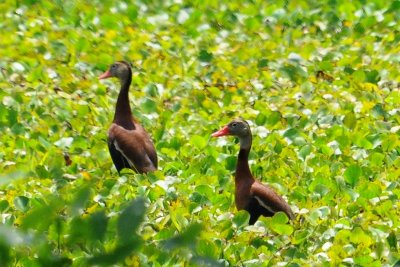 Black-bellied Whistling Ducks