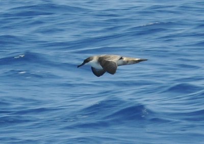 Greater Shearwater, I believe