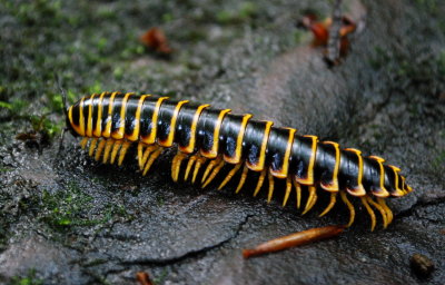 Centipede