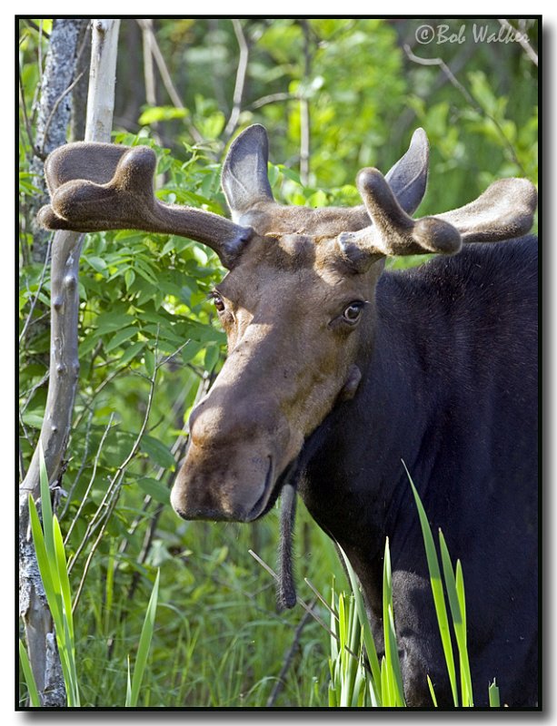 Bull Moose Watching Me Close In The Spring Time Season