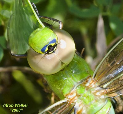 Up Close And In The Face Of A Common Green Darner