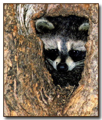 Baby Racoon (Procyon lotor) Looking At Me