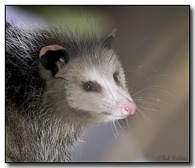 Wild In The City & Else Where With Visiting Virginia Opossum (Didelphis virginiana)