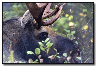 Bull Moose In The Bush