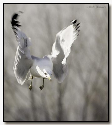 Ring Billed Gull In Flight And Up Close