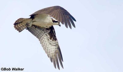 Osprey In Flight