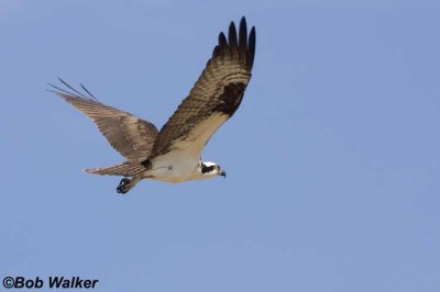 Osprey In Flight