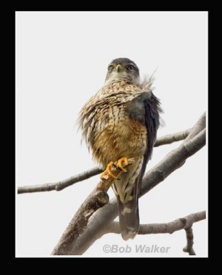 Although The Merlin Is Wind Blowen It Is Steadfast In It' Vigilance.